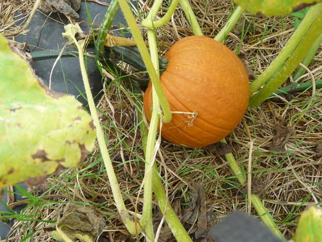 pumpkin field