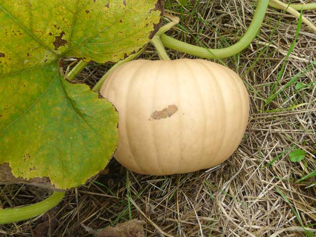 pumpkin field