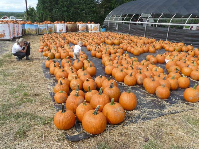 pumpkins