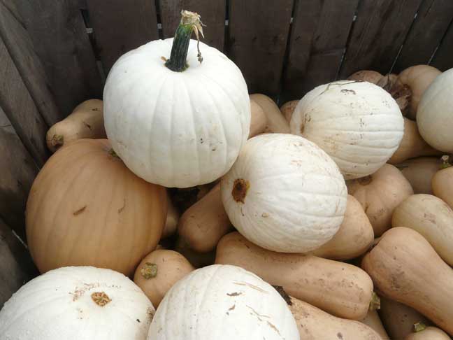 white pumpkins