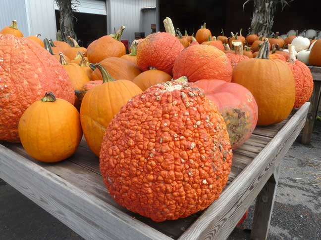 white pumpkins