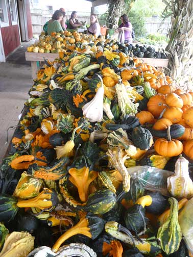 gourds