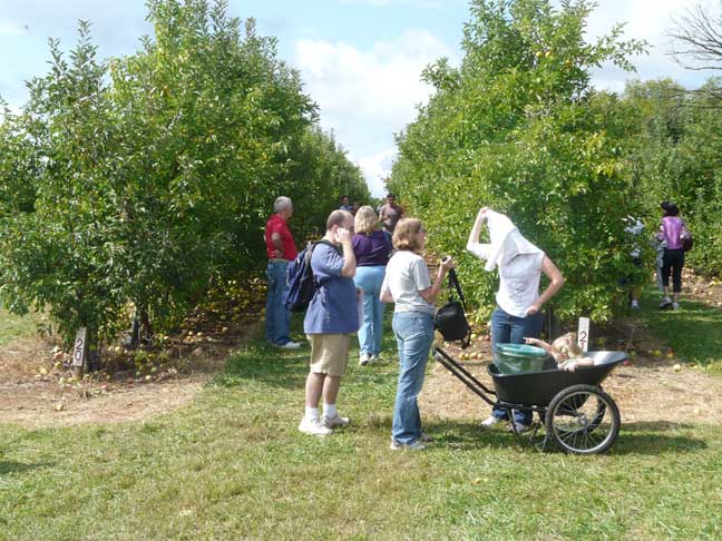 apple picking