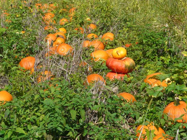 pumpkin patch