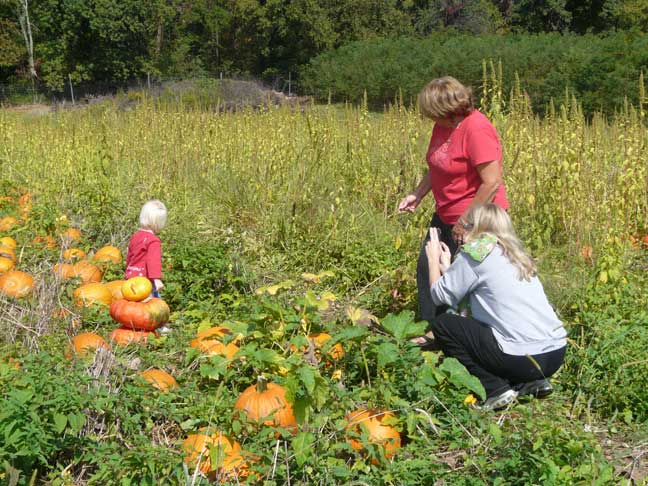 pumpkin patch