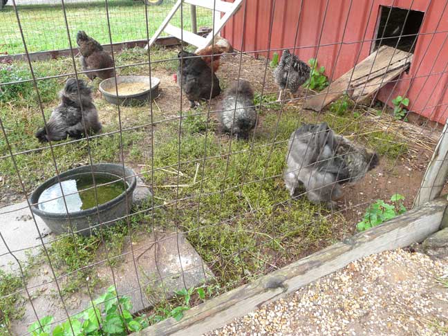 chickens