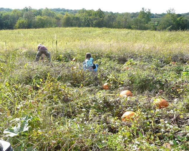 hunting pumpkins