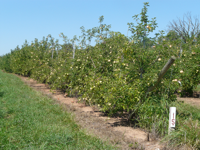 apple trees