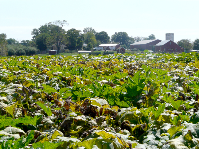 back of farm