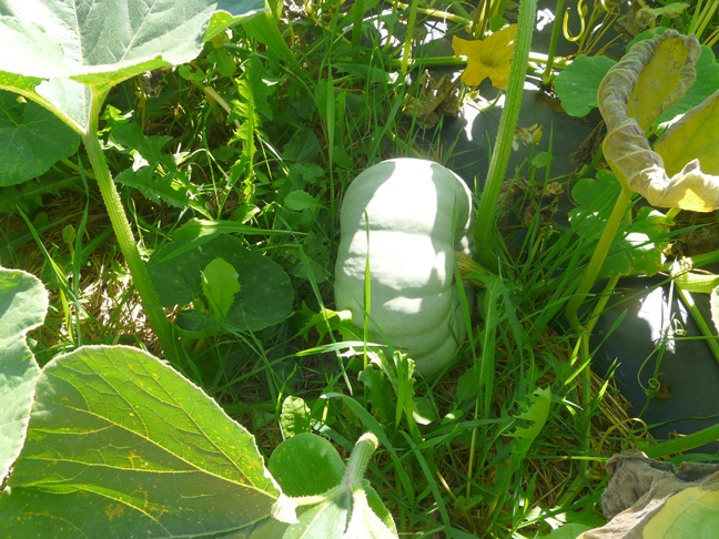 white pumpkin