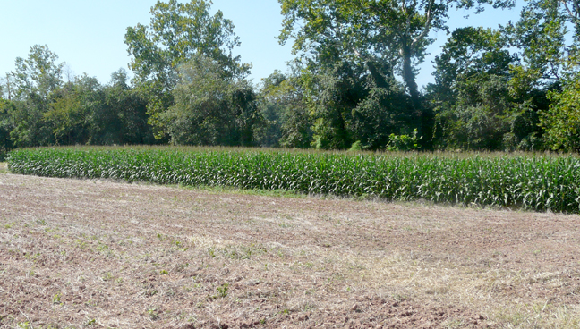 decorative cornfield