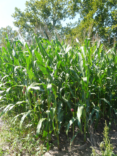 decorative cornfield