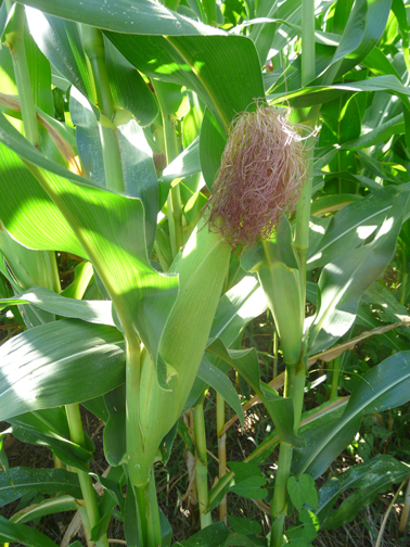 decorative cornfield