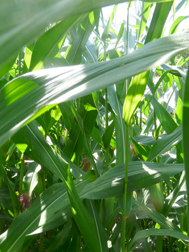 cornfield