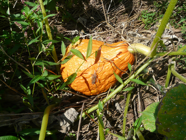 Hubbard squash