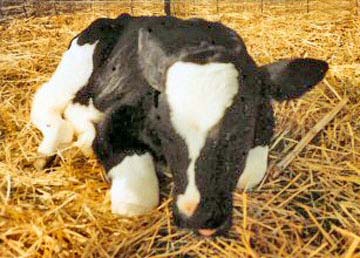 baby calf
