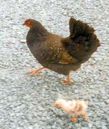 Hen and Chick