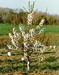 Apple fruit tree in blossom