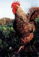 Rooster!