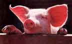 Cute Pig!