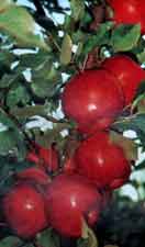 Lots of beautiful red apples to pick!