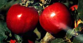 Red Apples