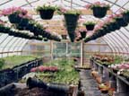 The Greenhouse!