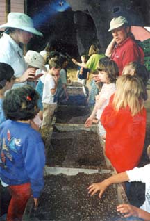 Planting strawberries