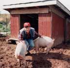 Woman with two pigs
